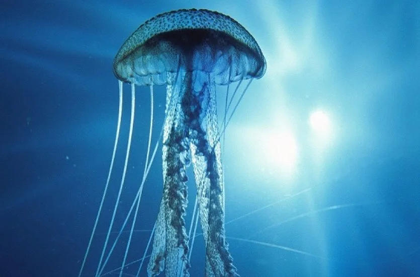 tarihi_olaylar_immortal-jellyfish-jpg_145709482_1444046494