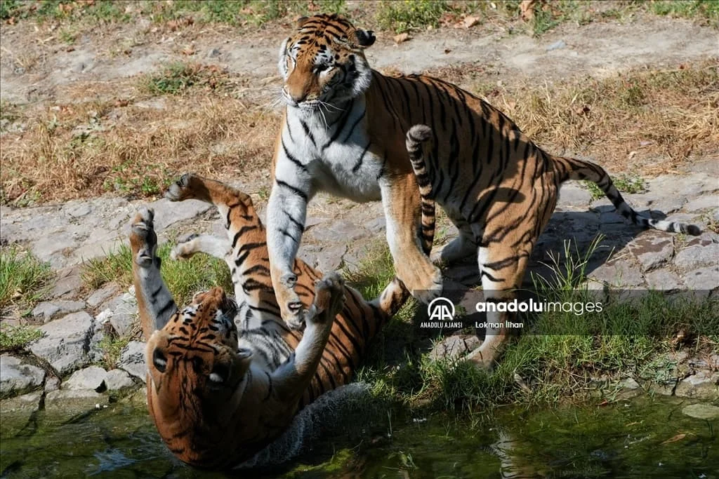 thumbs_b2_00b450d8ea6c18a328841c2126d93538