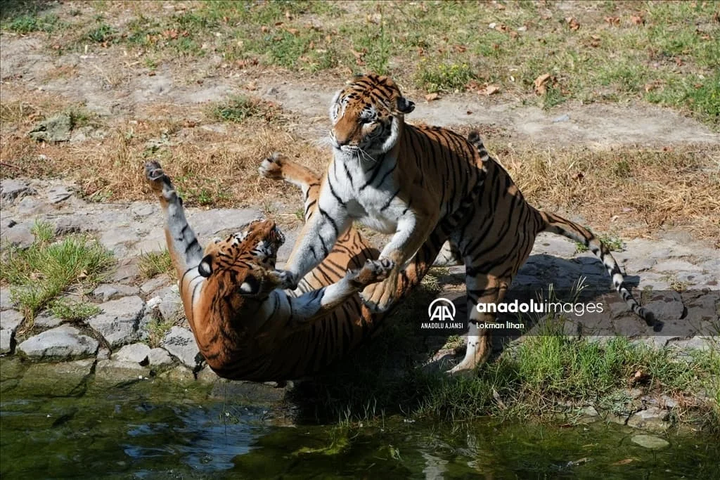 thumbs_b2_119c61fc601031d3aaadbeb6258cc45e