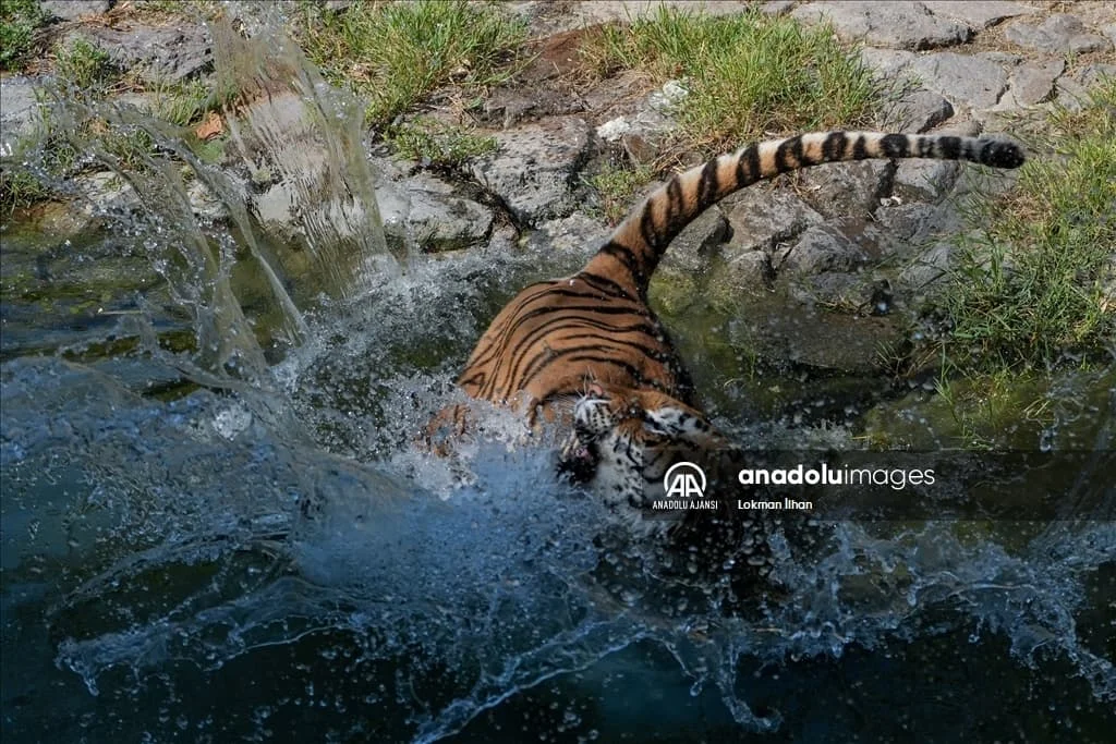 thumbs_b2_18aef6a1a22d591b89cb75e43221b823