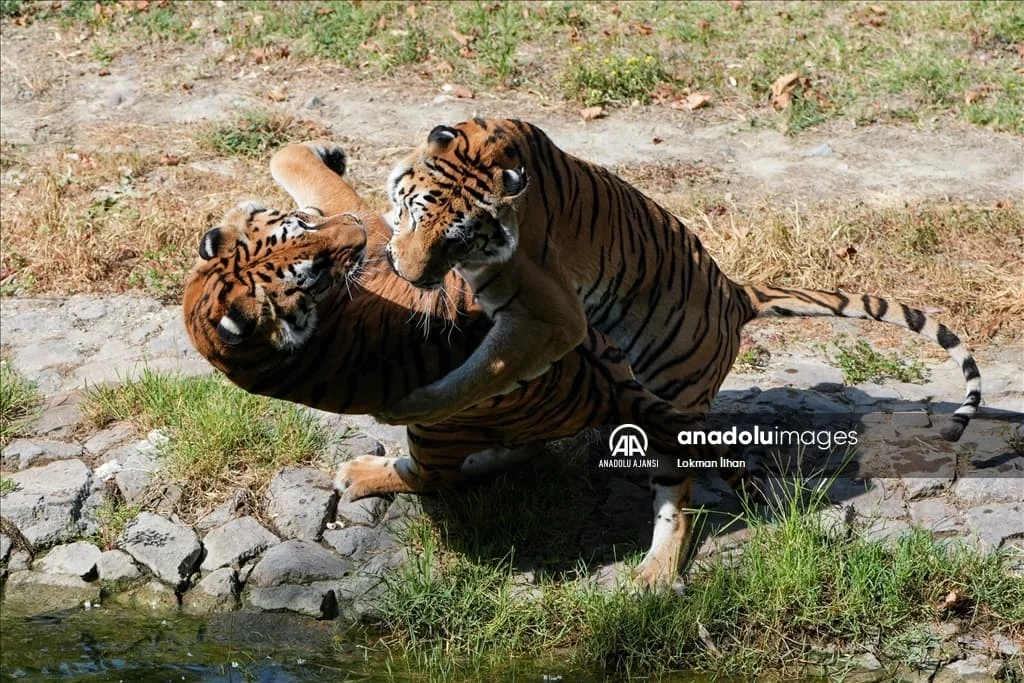 thumbs_b2_6d8632985377e57c5cc7bfda4dee2c00