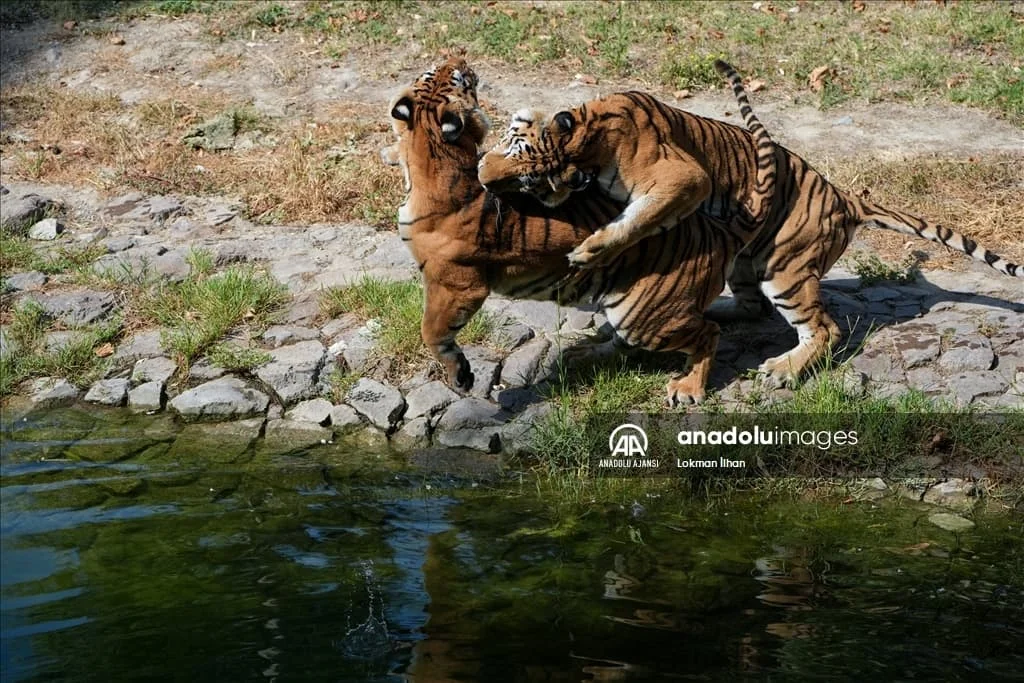 thumbs_b2_75e09d944d309a78a522244231c5ed62