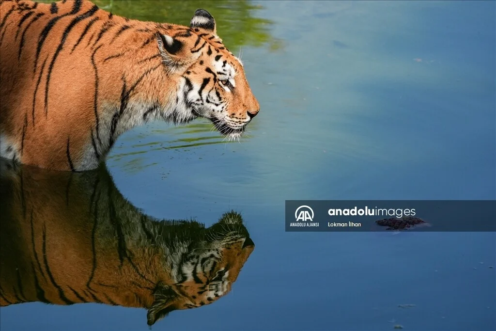 thumbs_b2_9906bfde9218db3c98813af99718d611