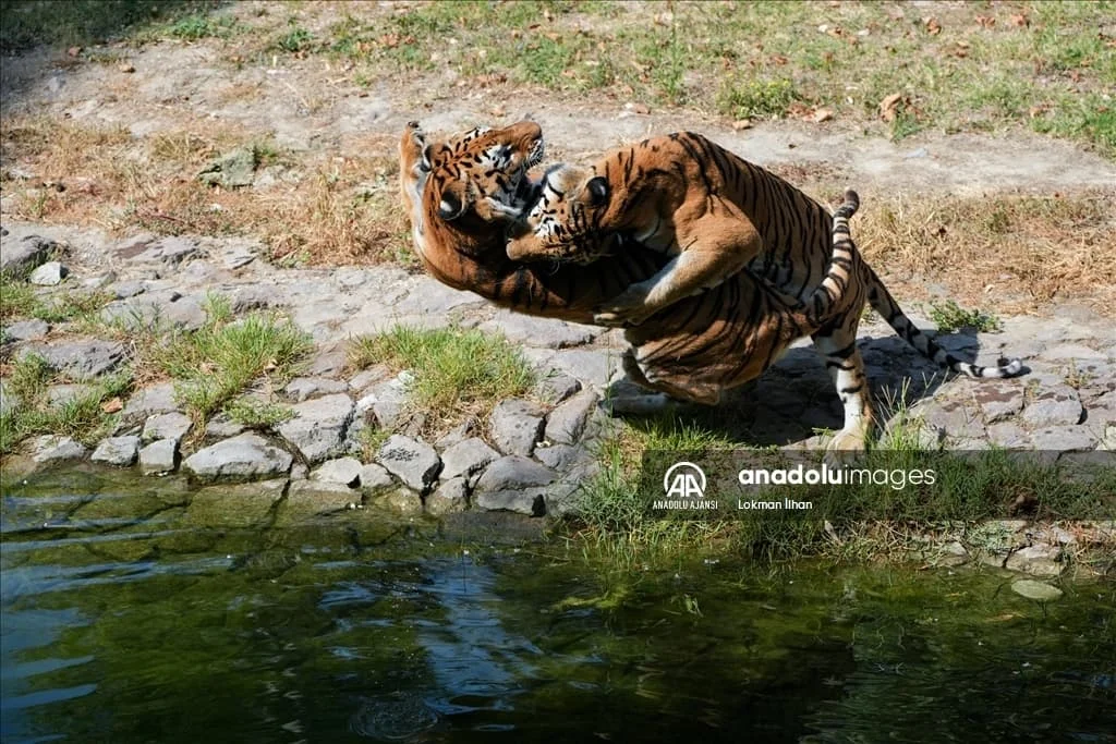 thumbs_b2_b5be276992158e370656a69b0e2c576c