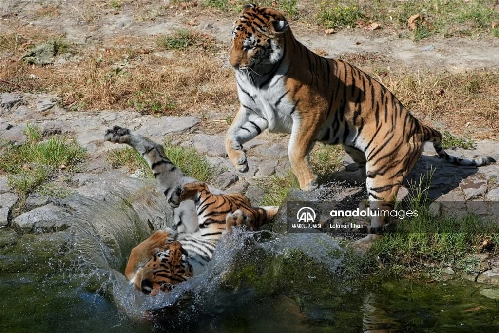 thumbs_b2_c05f4bd1643d12a0da30bec526d609d1