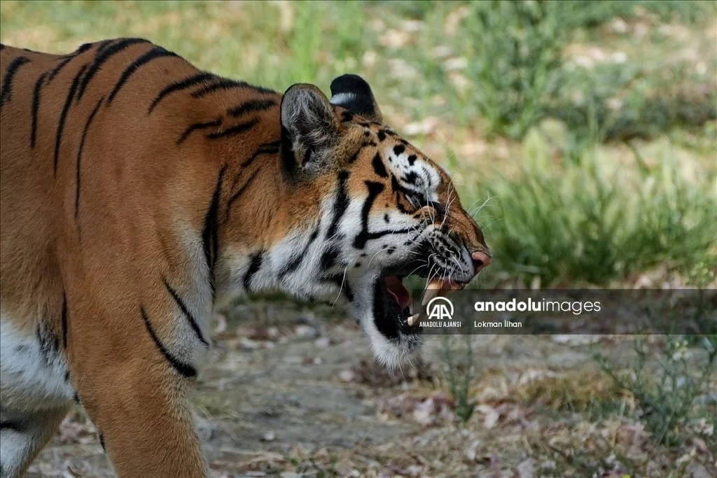 thumbs_b2_cf5db22cc3e3124cba1790a2e629faf3