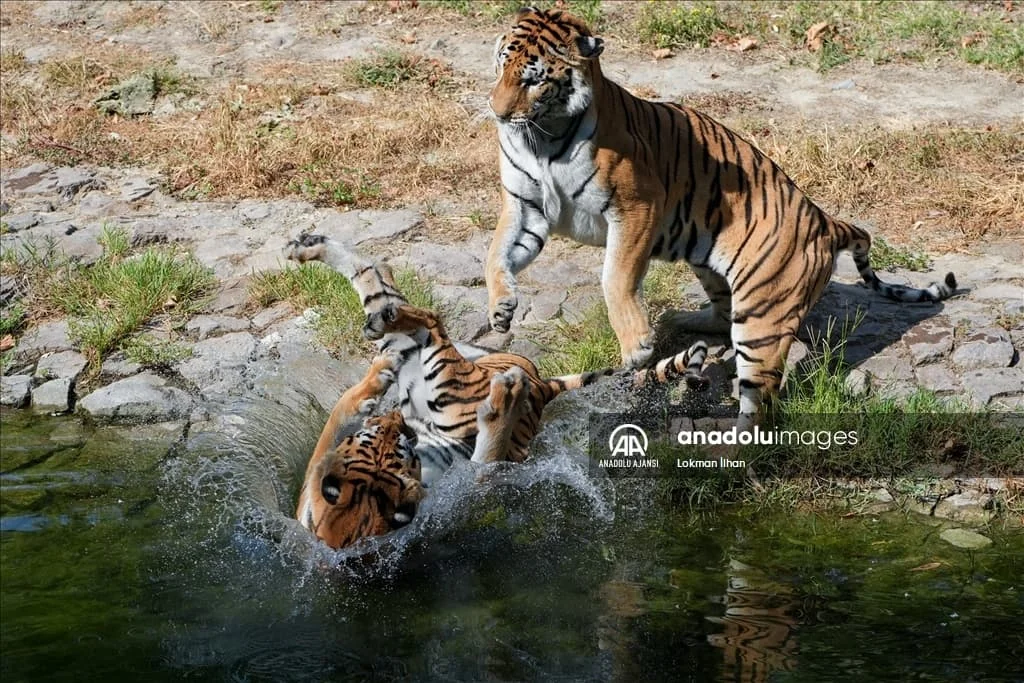 thumbs_b2_f8d31d7467e9450332223d91fd7cb01e