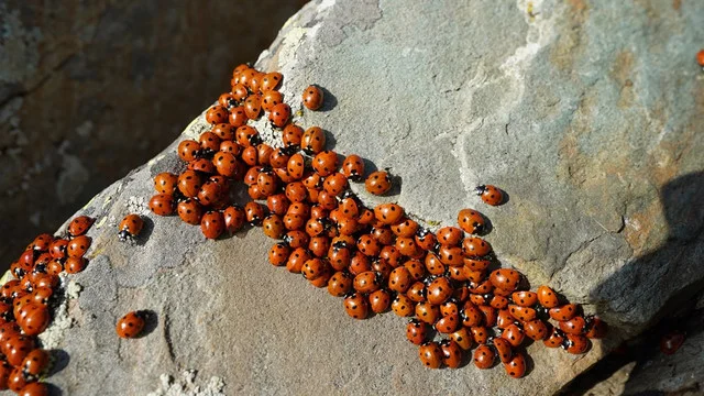 uludaz-tepesi-ugur-bocekleri