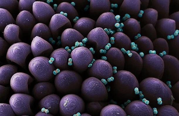 Unutmabeni çiçeği polenleri