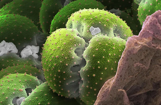 Venüs sinekkapanının poleni.