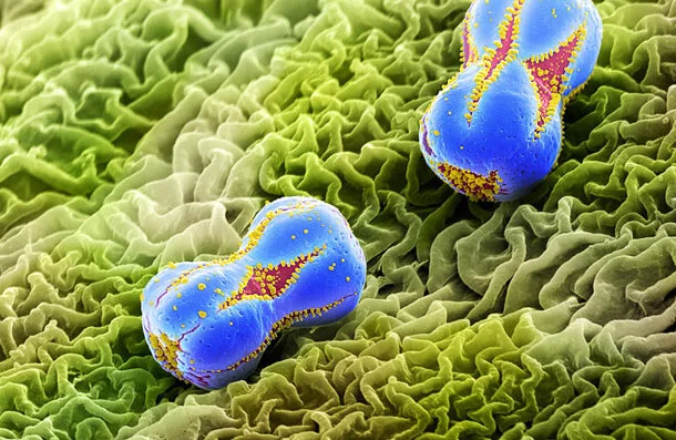 Yaprak üzerindeki unutmabeni çiçeği polenleri.